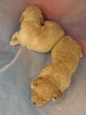 extra female cockapoo pic